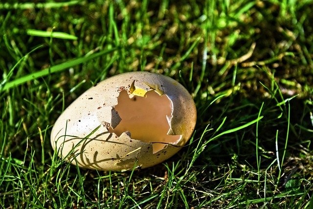 egg